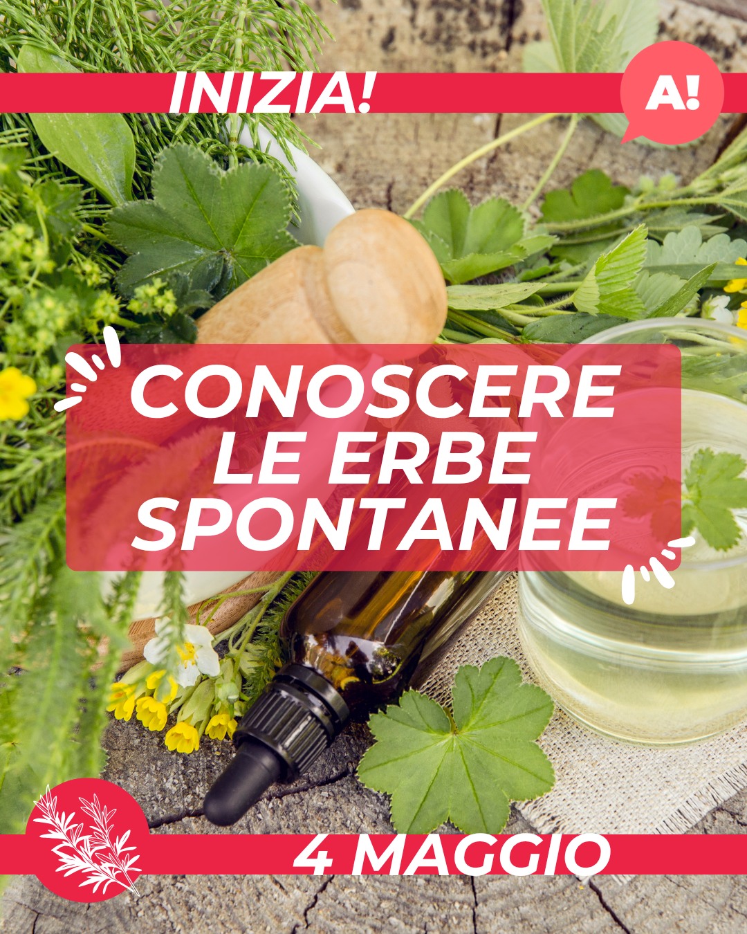 Corso "CONOSCERE LE ERBE SPONTANEE"