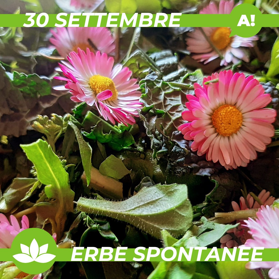 Corso Erbe Spontanee